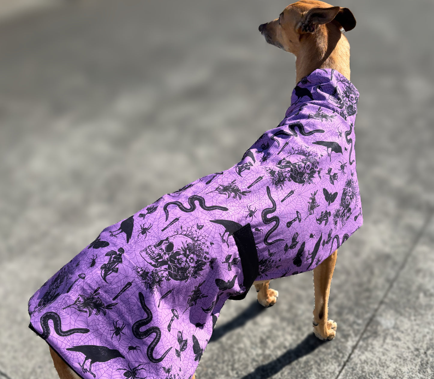 Potion purple Halloween greyhound cotton sports