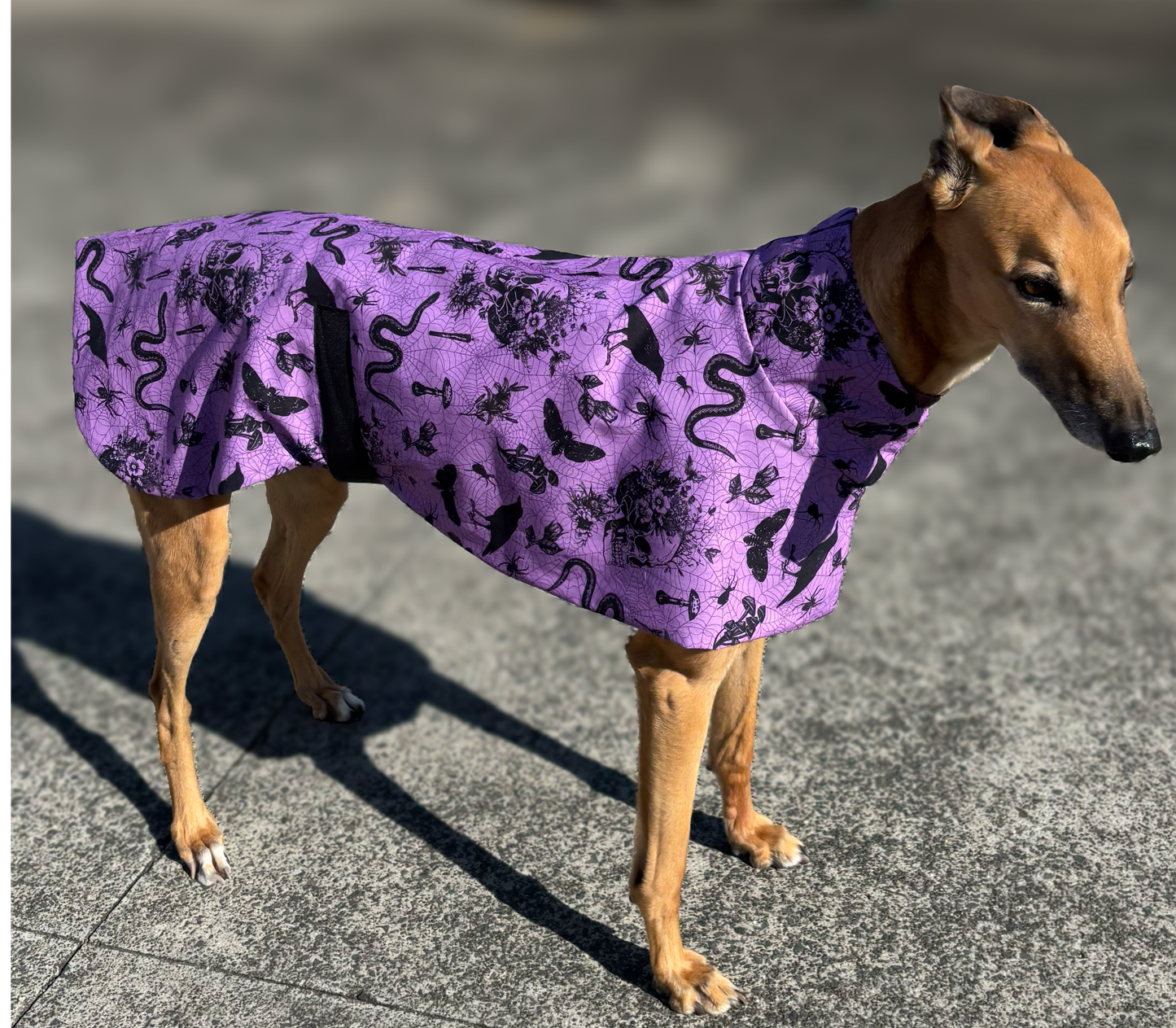Potion purple Halloween greyhound cotton sports