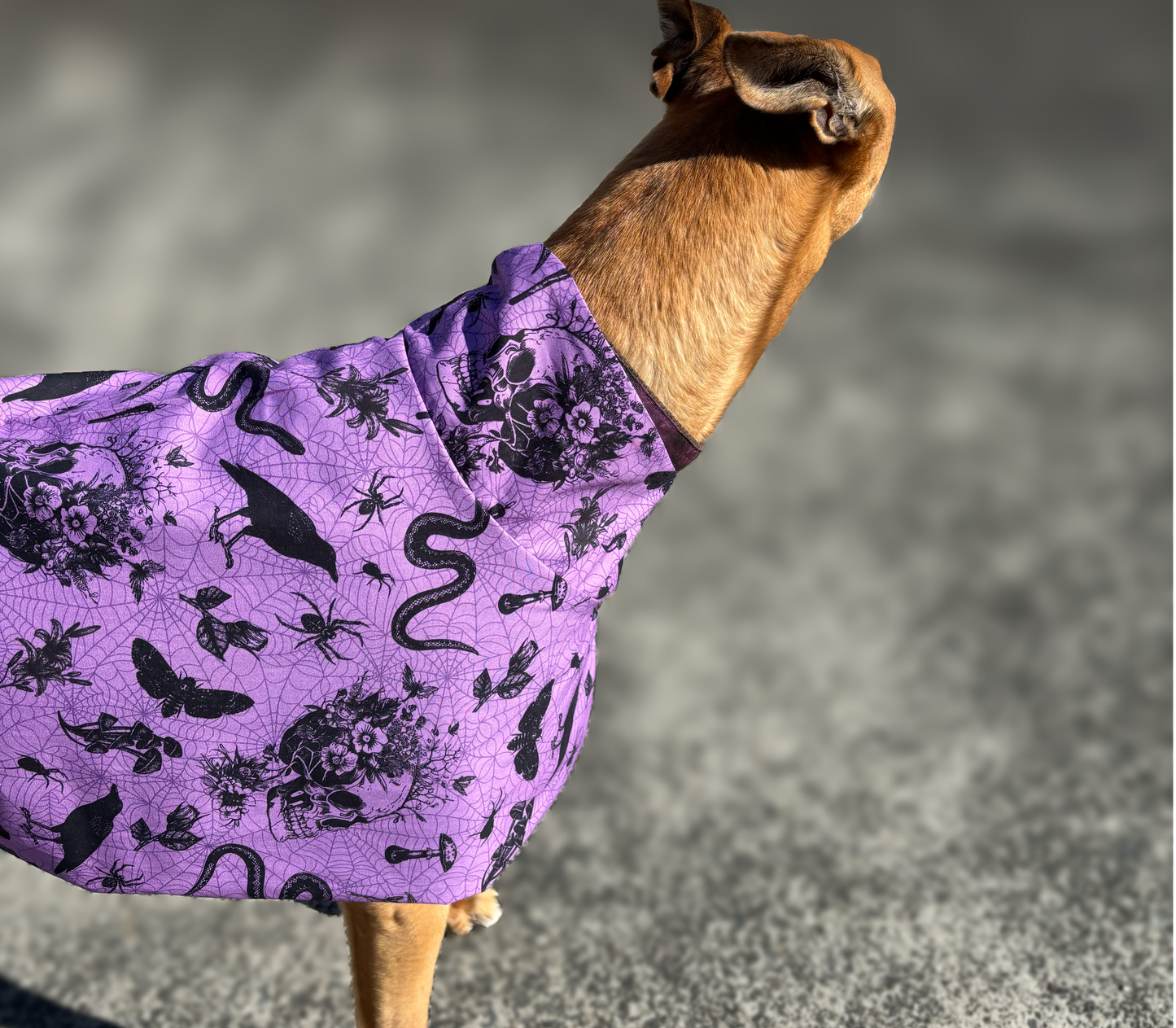Potion purple Halloween greyhound cotton sports