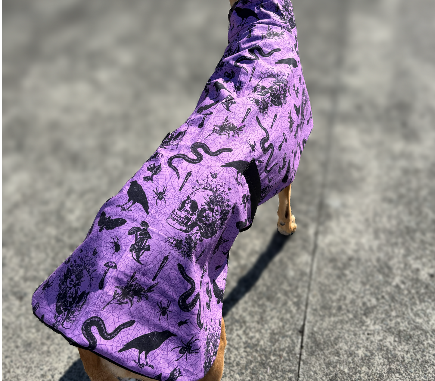 Potion purple Halloween greyhound cotton sports