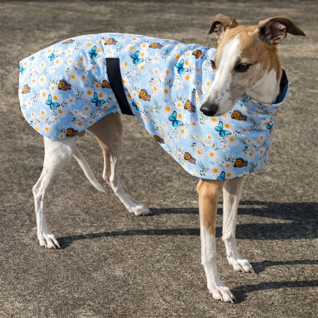 Summer sun coat featherweight cotton greyhound slip-on coat blue butterflies