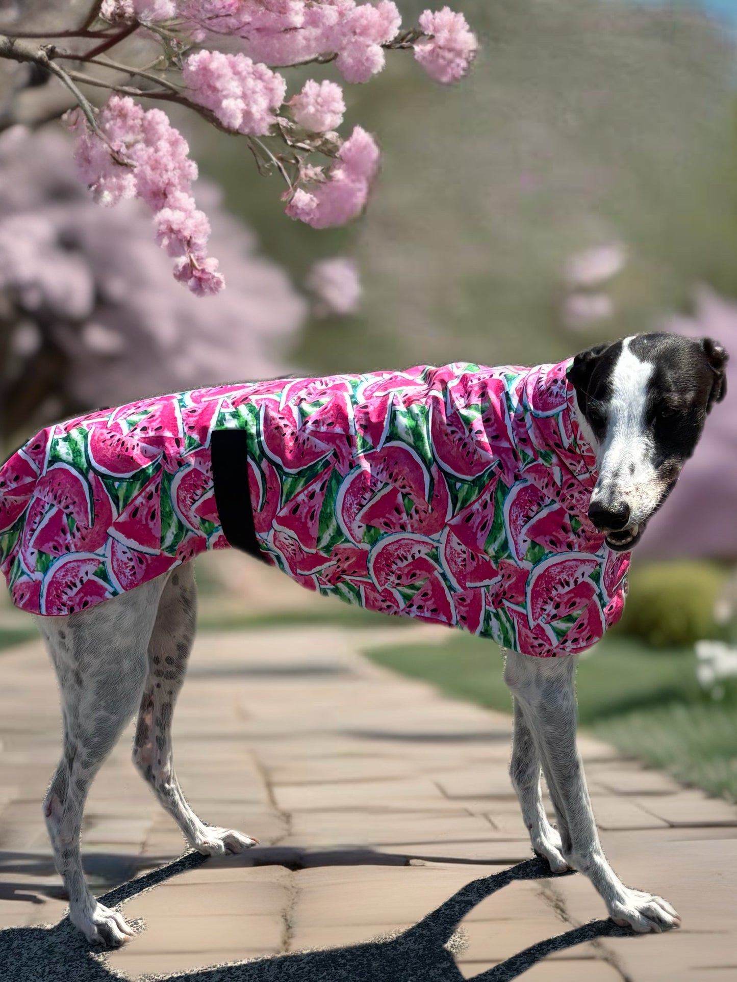 Summer sun coat featherweight greyhound slip-on coat watermelon fresh