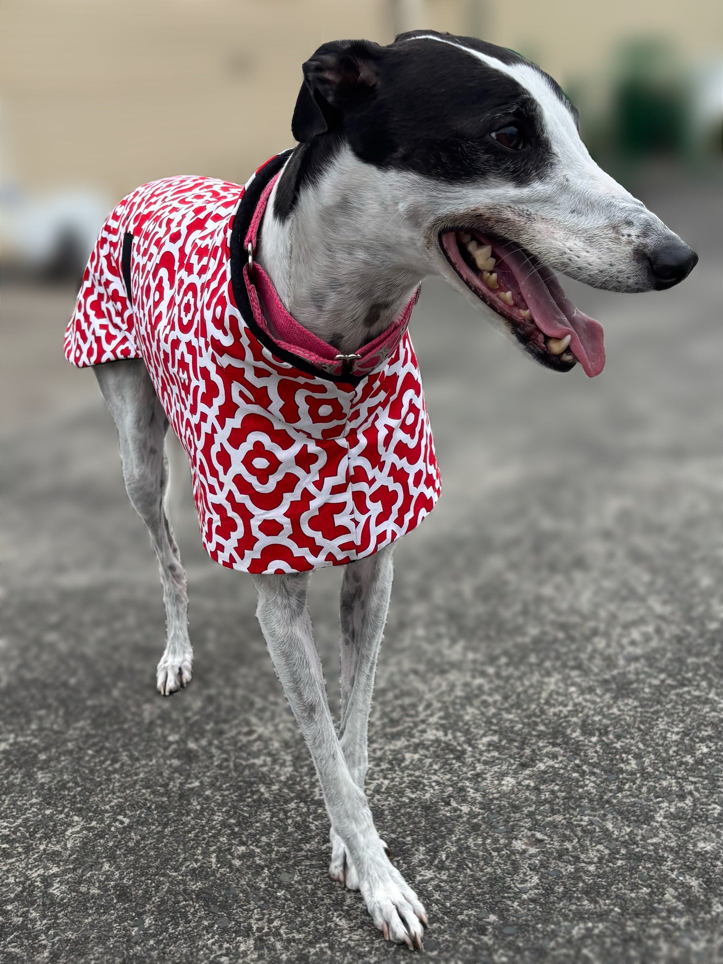Ruby razzle greyhound sports coat mid weight cotton & fleece Autumn wear