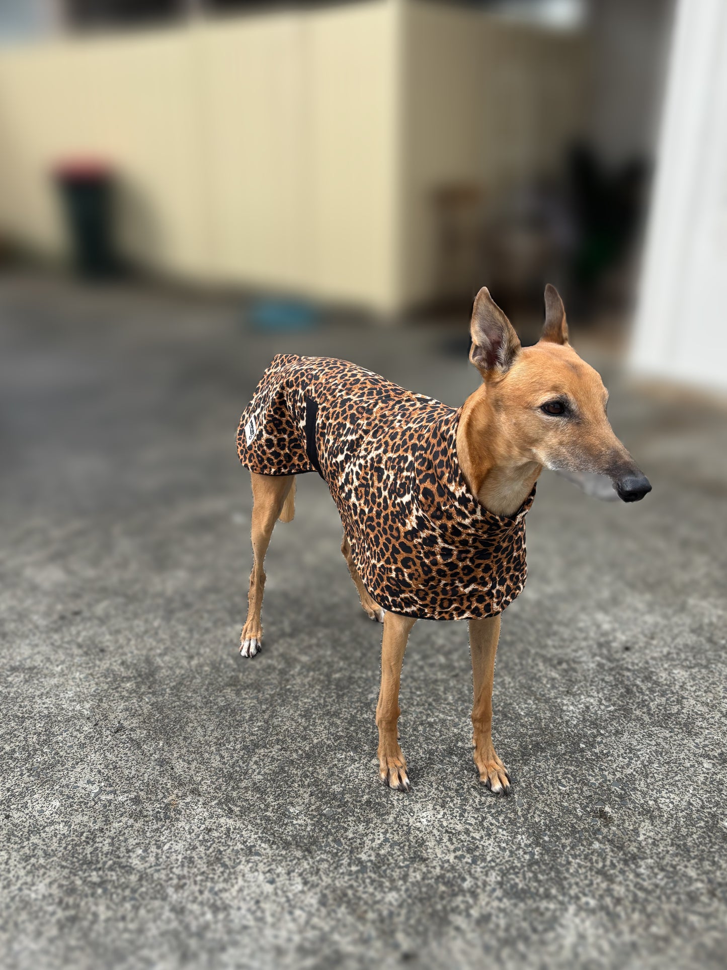 Wild luxe leopard print sports coat light weight cotton & fleece Autumn wear