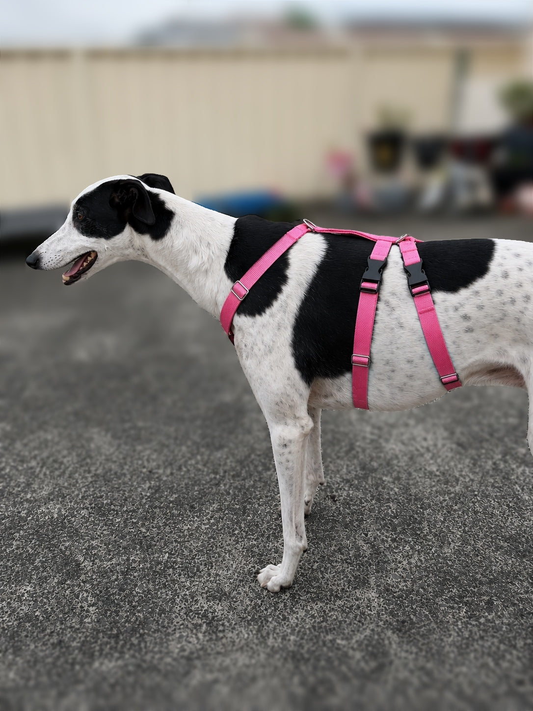 Double Dee harness for the long dogs, escape resistant design