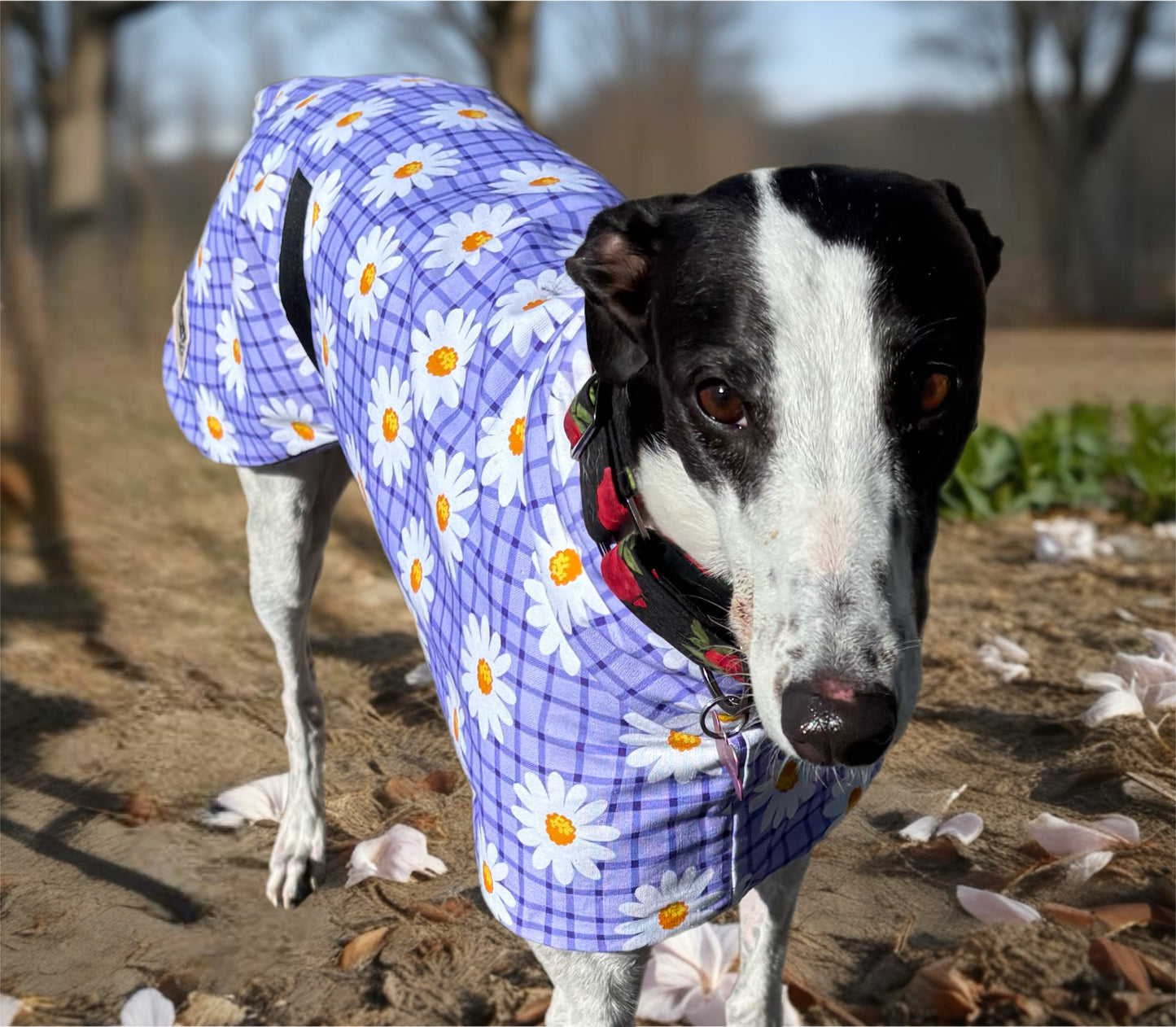 Our purple daisy cotton sports