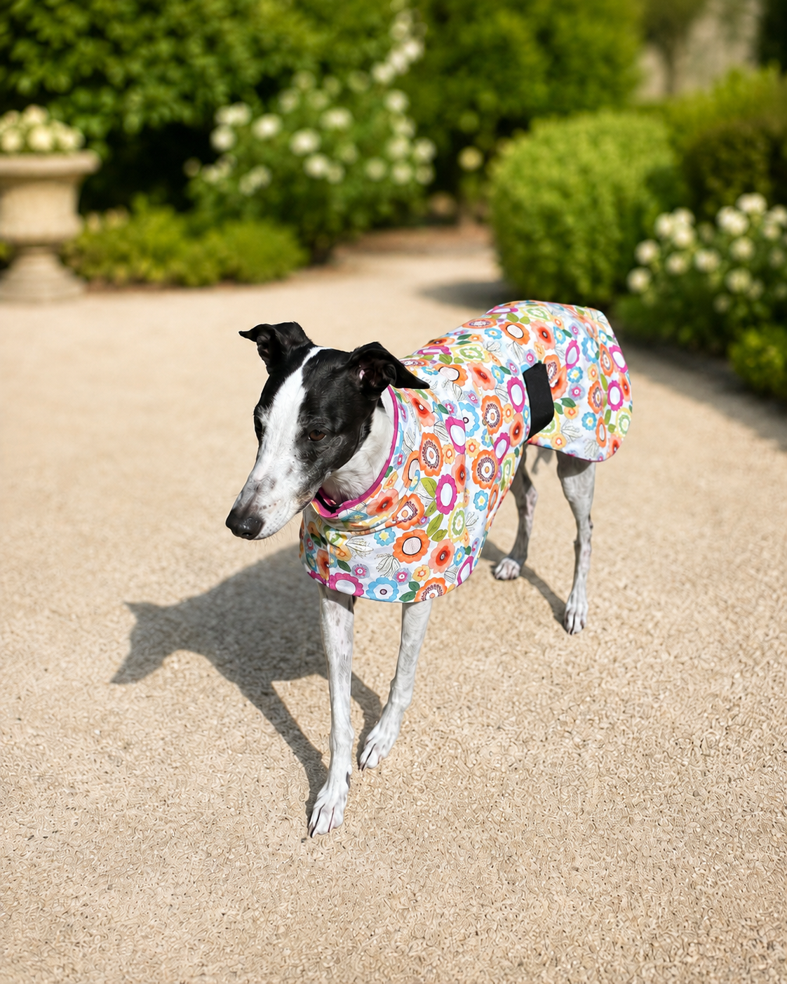 Bloom & Zoom Floral beauty limited stock greyhound cotton & fleece spring wear