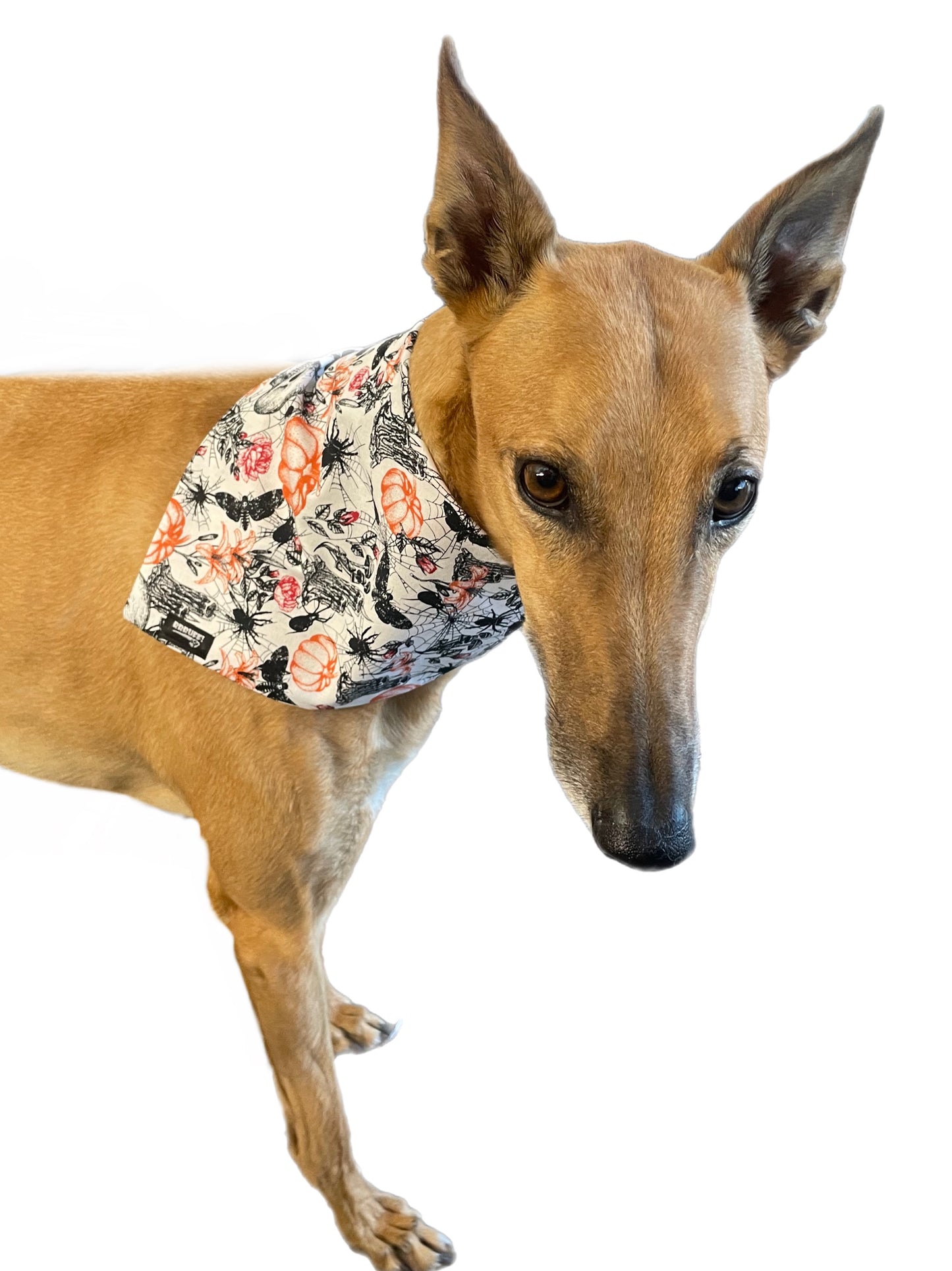 Halloween Bandana for the large dog greyhound staffy labradoodle reversible, cotton
