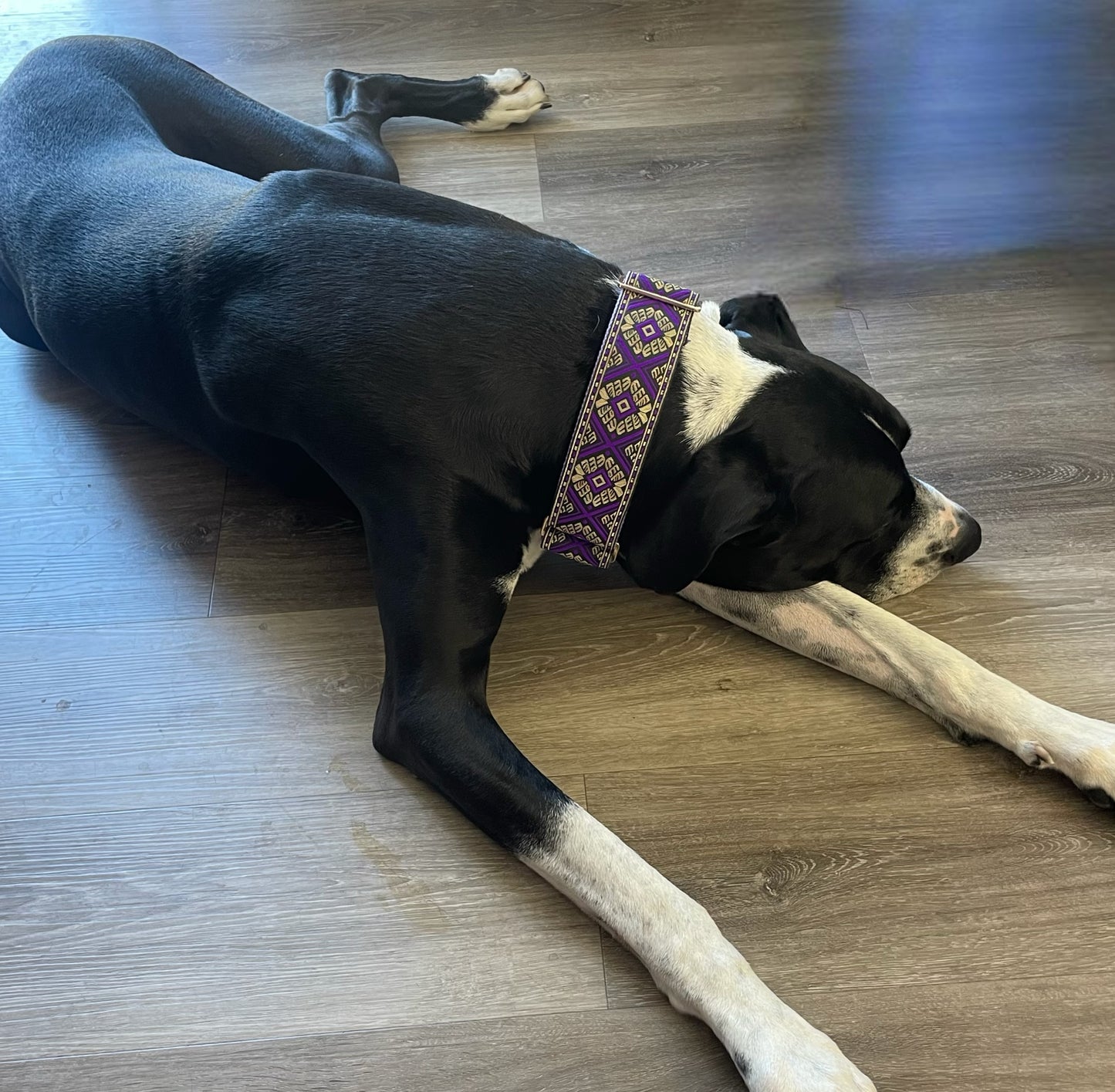 Large dog martingale collar greyhound Great Dane