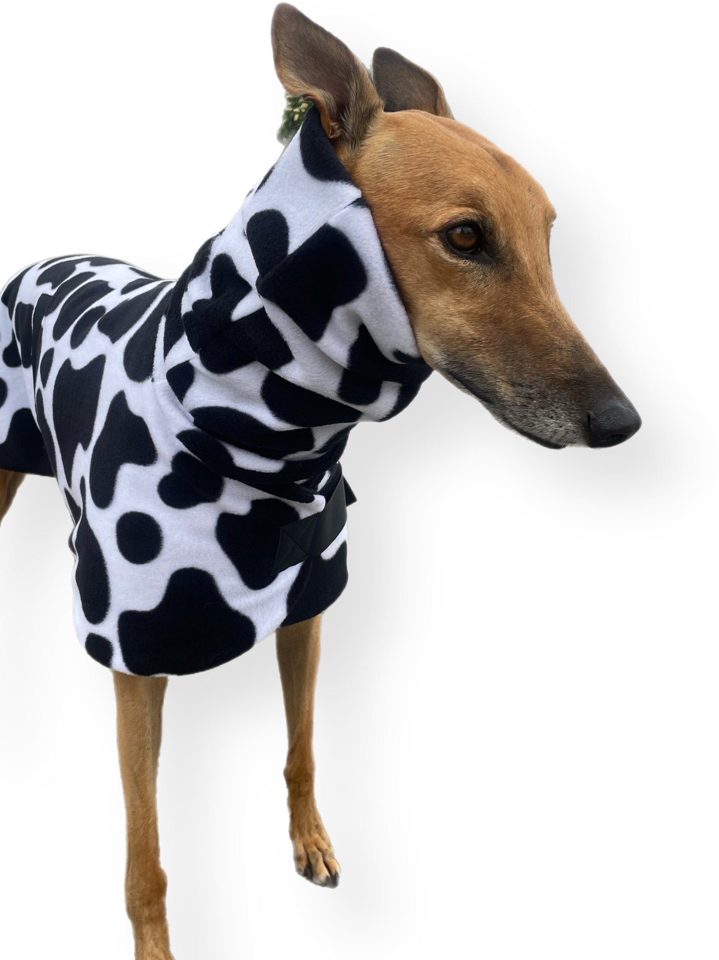 Autumn range greyhound classic style Greyhound ‘cow print’ coat double fleece washable