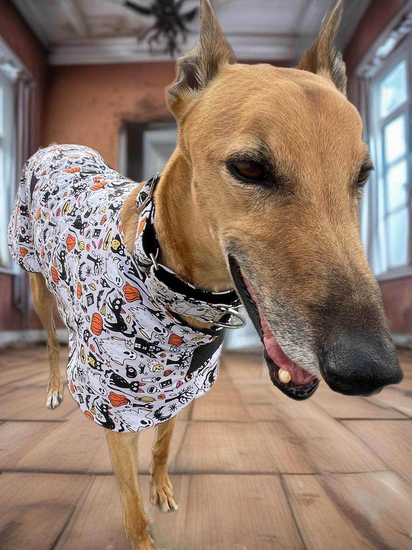 Spooky Halloween fun Greyhound coat design in lightweight cotton and fleece washable