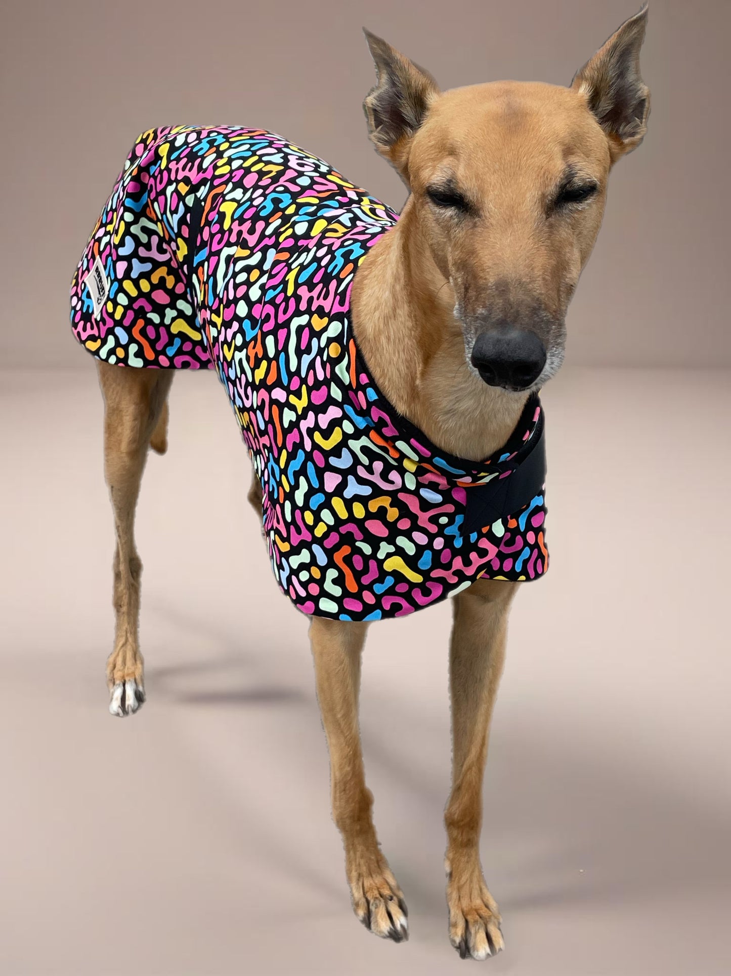 Last one! Colorscope classic style Greyhound coat in a lightweight cotton & plush fleece combo washable