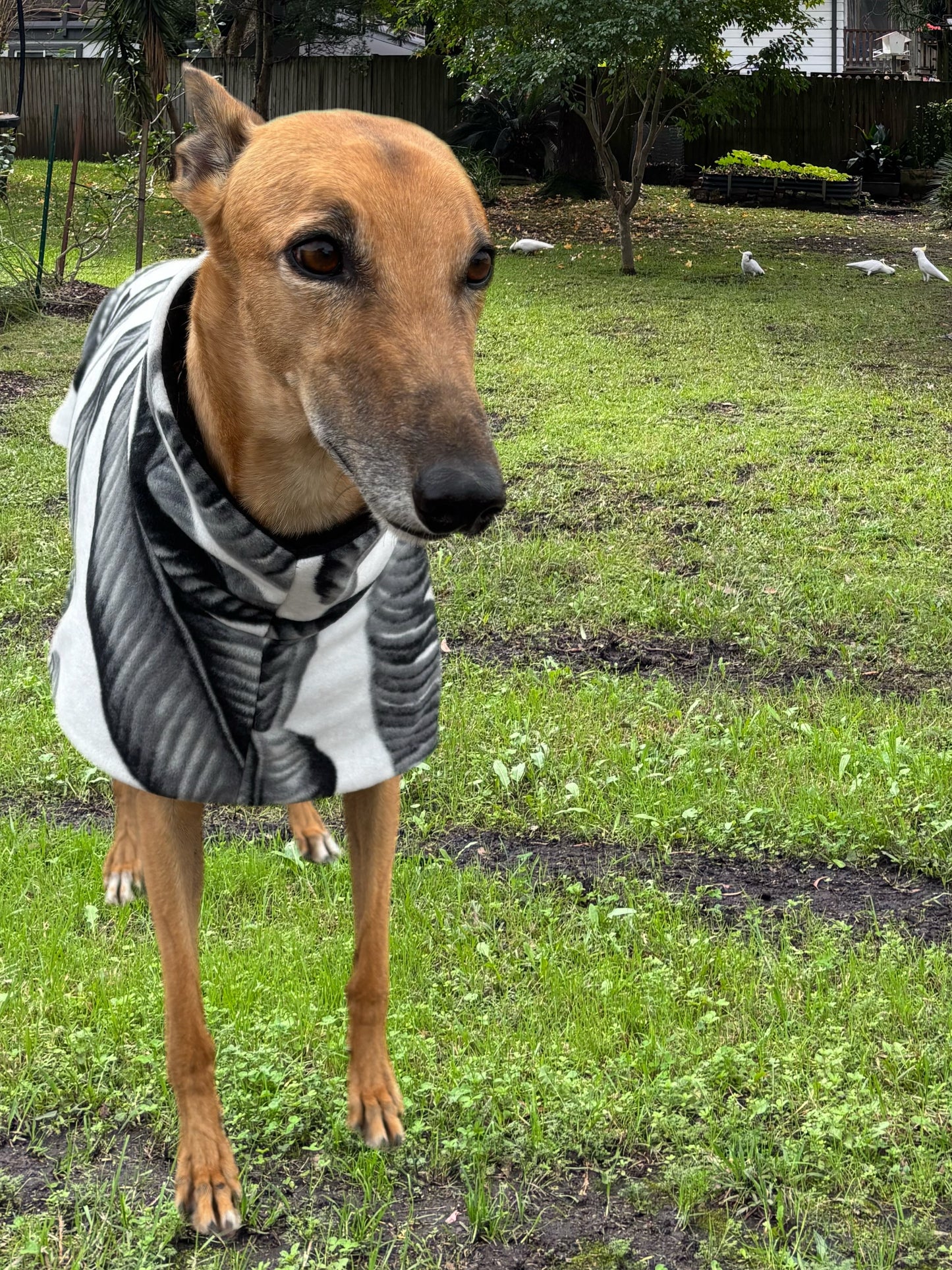 Black and white snuggly fleece sports.