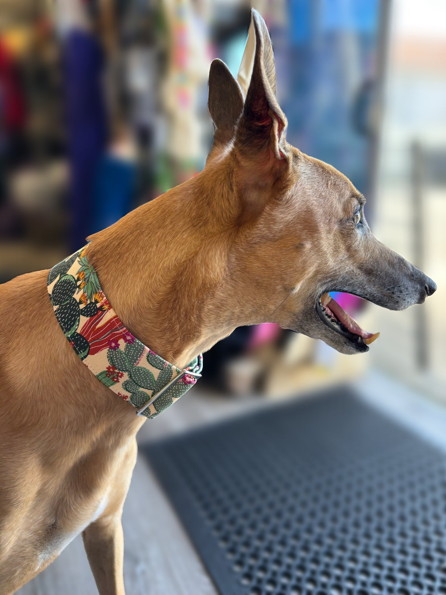 Cool cactus Greyhound Martingale collar cotton covered 50mm width super soft