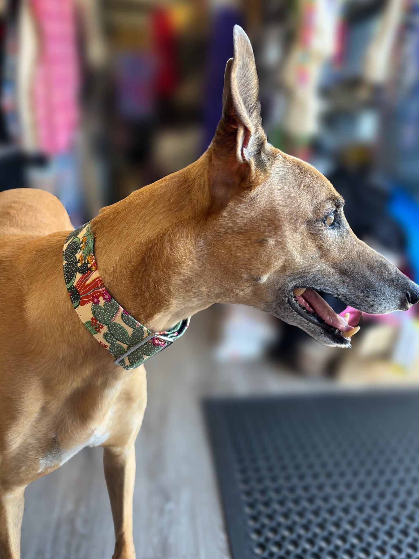 Cool cactus Greyhound Martingale collar cotton covered 50mm width super soft