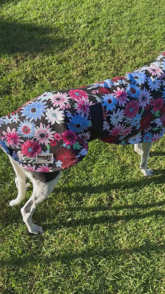 Gerberas in bloom cotton sports, end of season