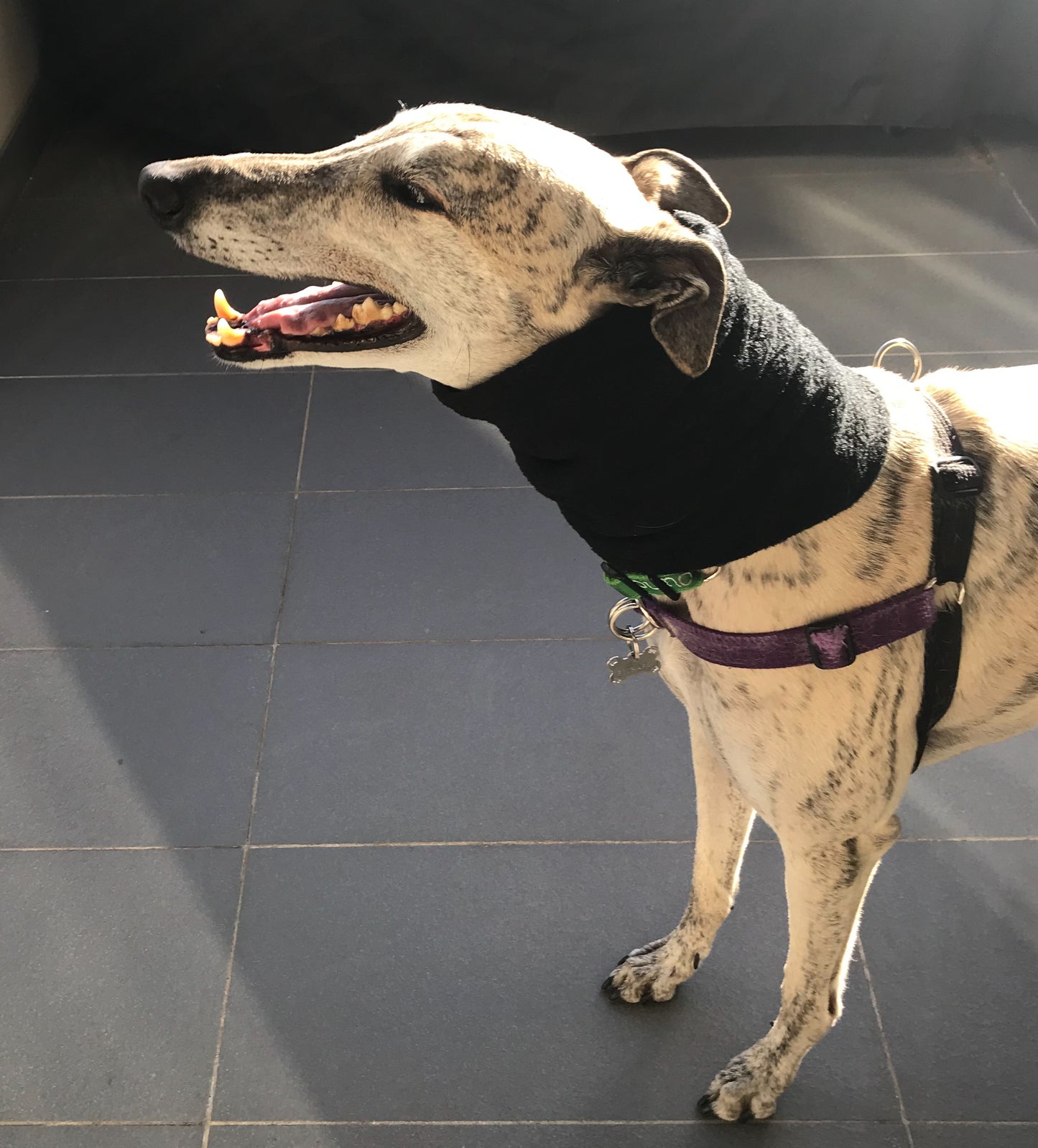 Greyhound fleece extra wide collar scarf snood neck warmer