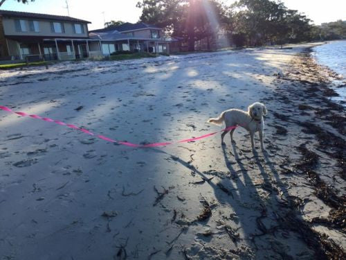 5mts 2.5cms Lead Pink or black Leash Recall Beach Park Pet Dog Puppy Long Training Lead