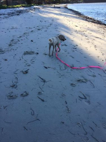 5mts 2.5cms Lead Pink or black Leash Recall Beach Park Pet Dog Puppy Long Training Lead