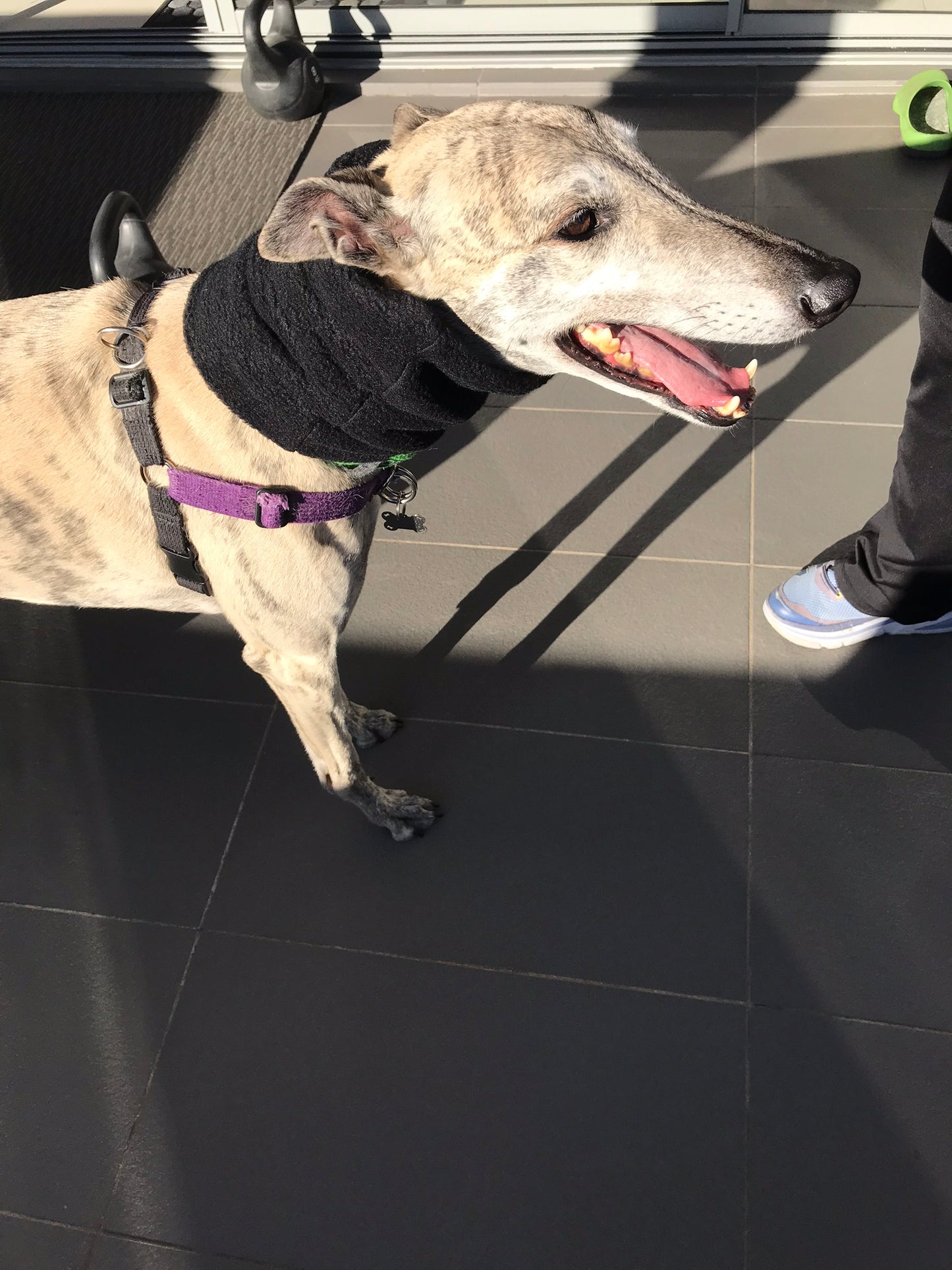 Greyhound fleece extra wide collar scarf snood neck warmer