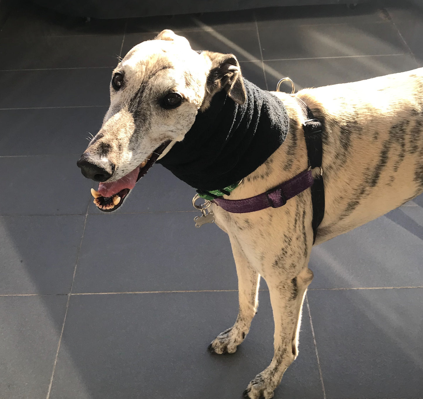 Greyhound fleece extra wide collar scarf snood neck warmer