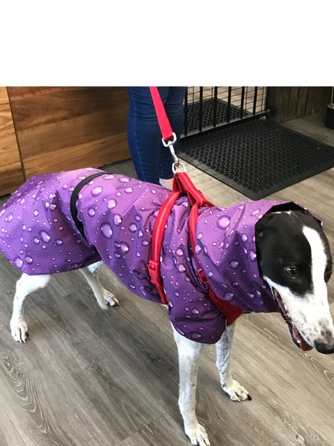 Lightweight greyhound hot sale coats