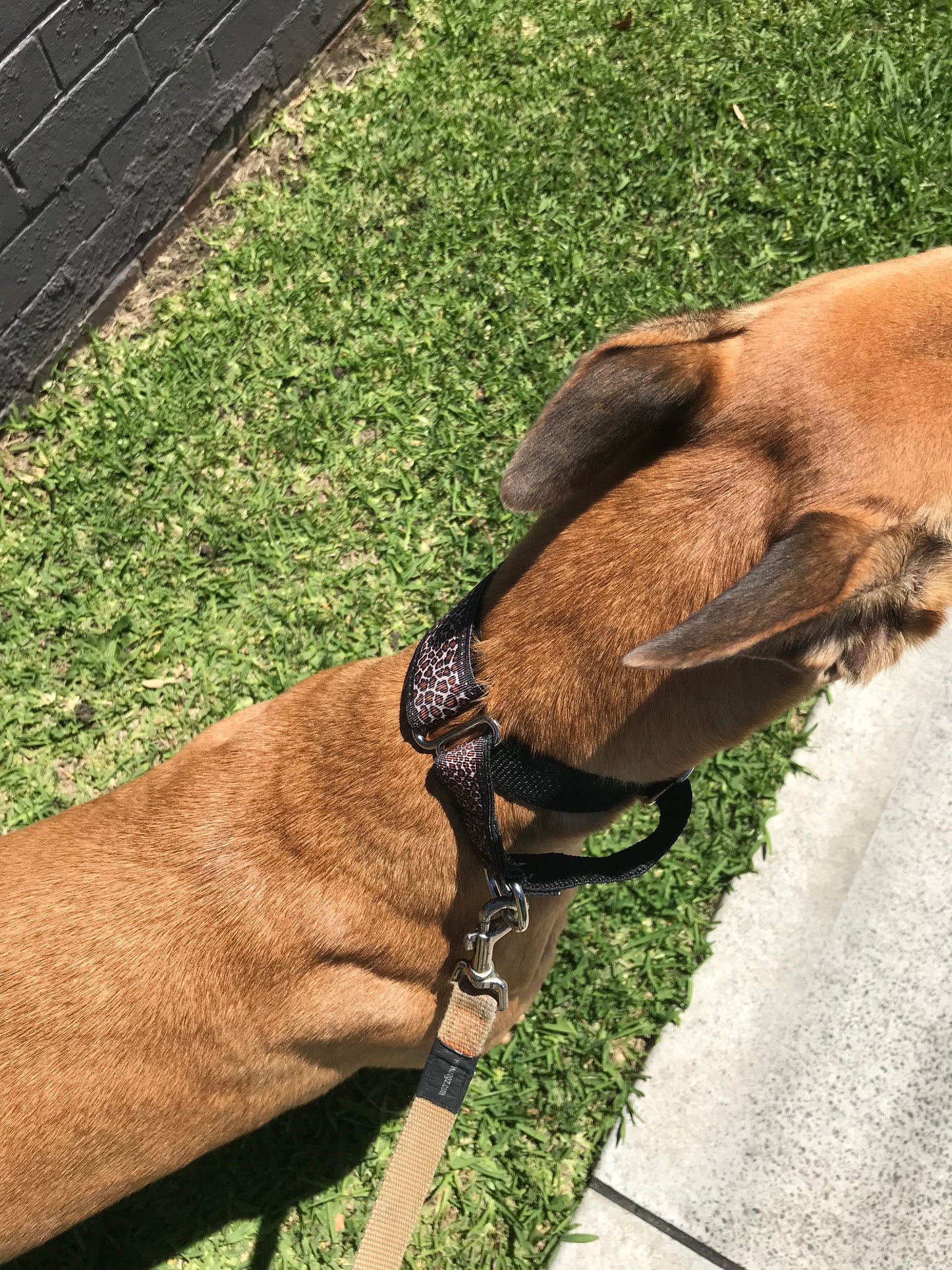 Staggered Martingale collar greyhound leopard print