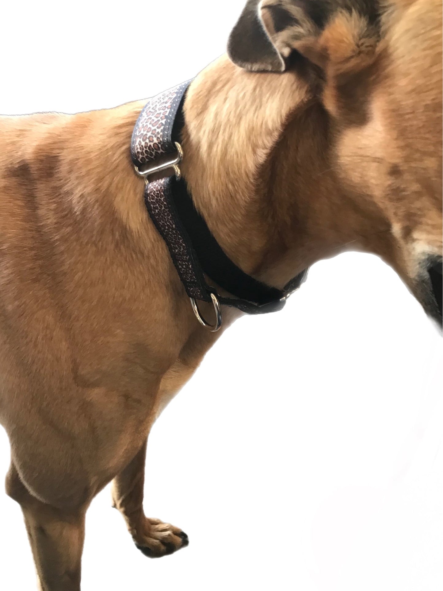 Staggered Martingale collar greyhound leopard print