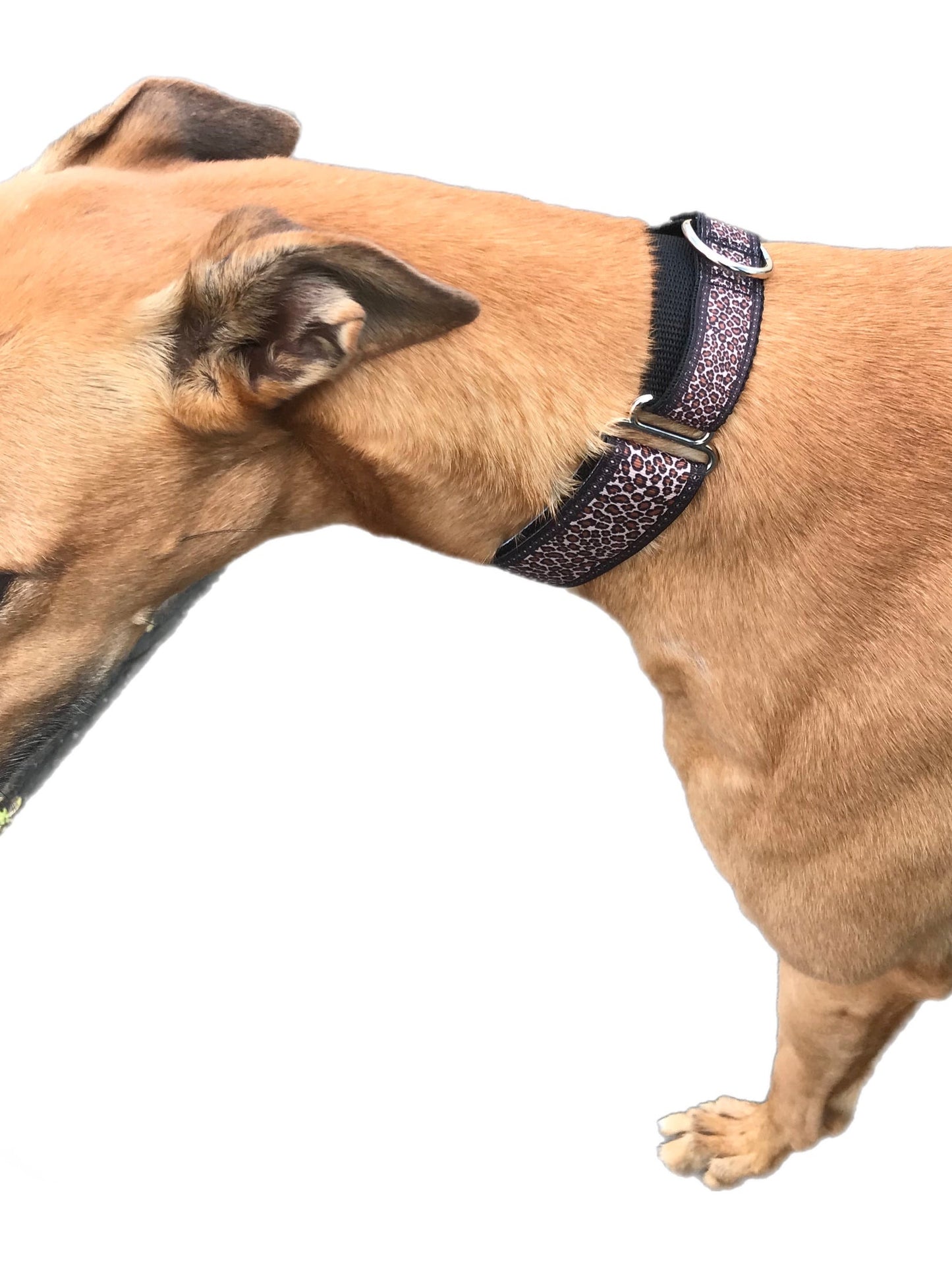 Staggered Martingale collar greyhound leopard print
