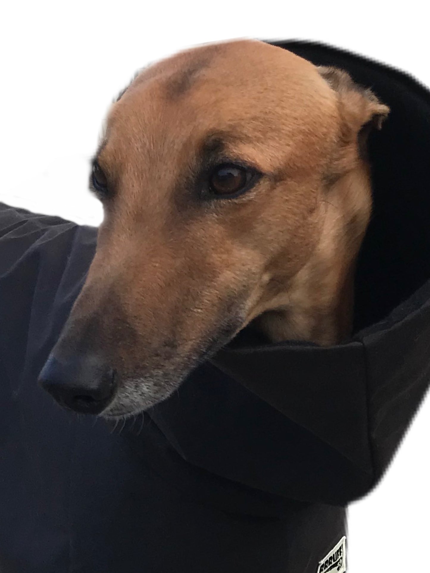 Oilskin ‘Greyzabone, Greyhound coat deluxe style, soft, water repellent, rainwear