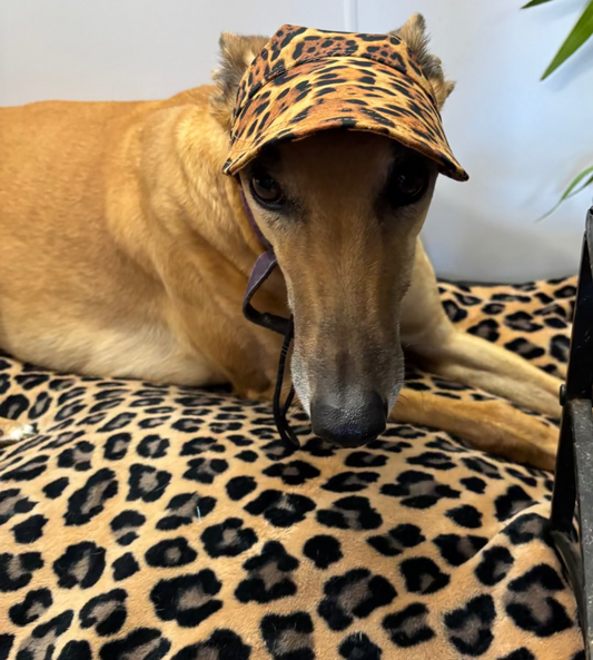 Greyhound fashion attire peaked caps