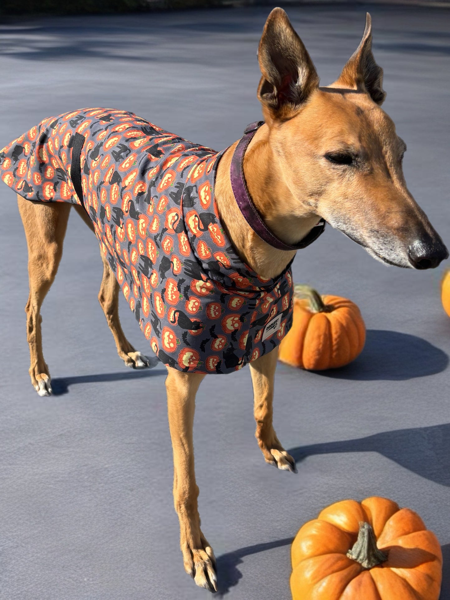Pumpkins & black cats Halloween greyhound cotton sports