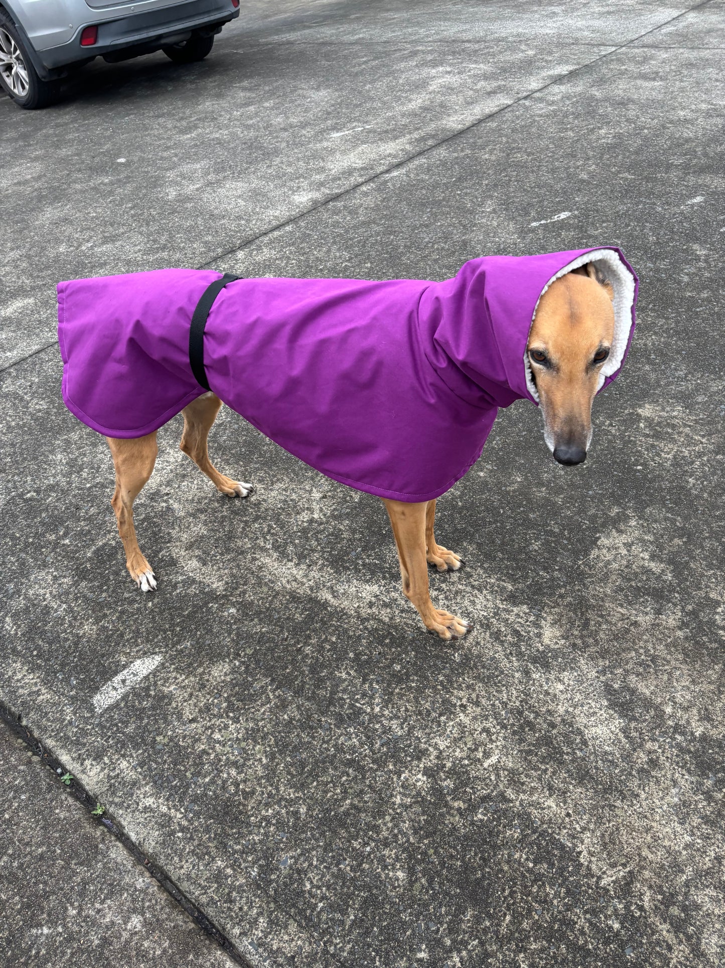 Driden Lux Sherpa Greyhound & whippet deluxe raincoats