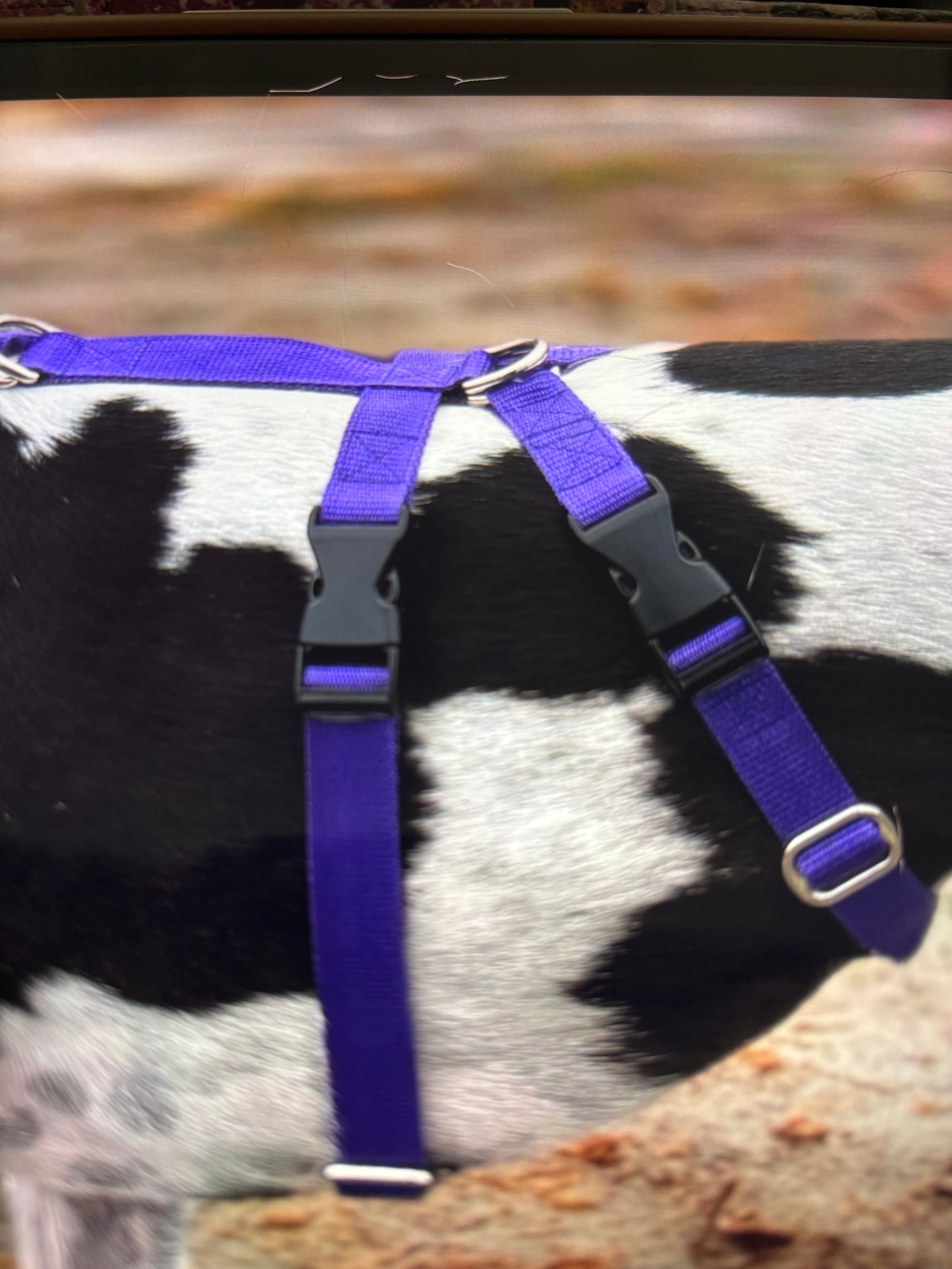 Double Dee harness for the long dogs, no escape design