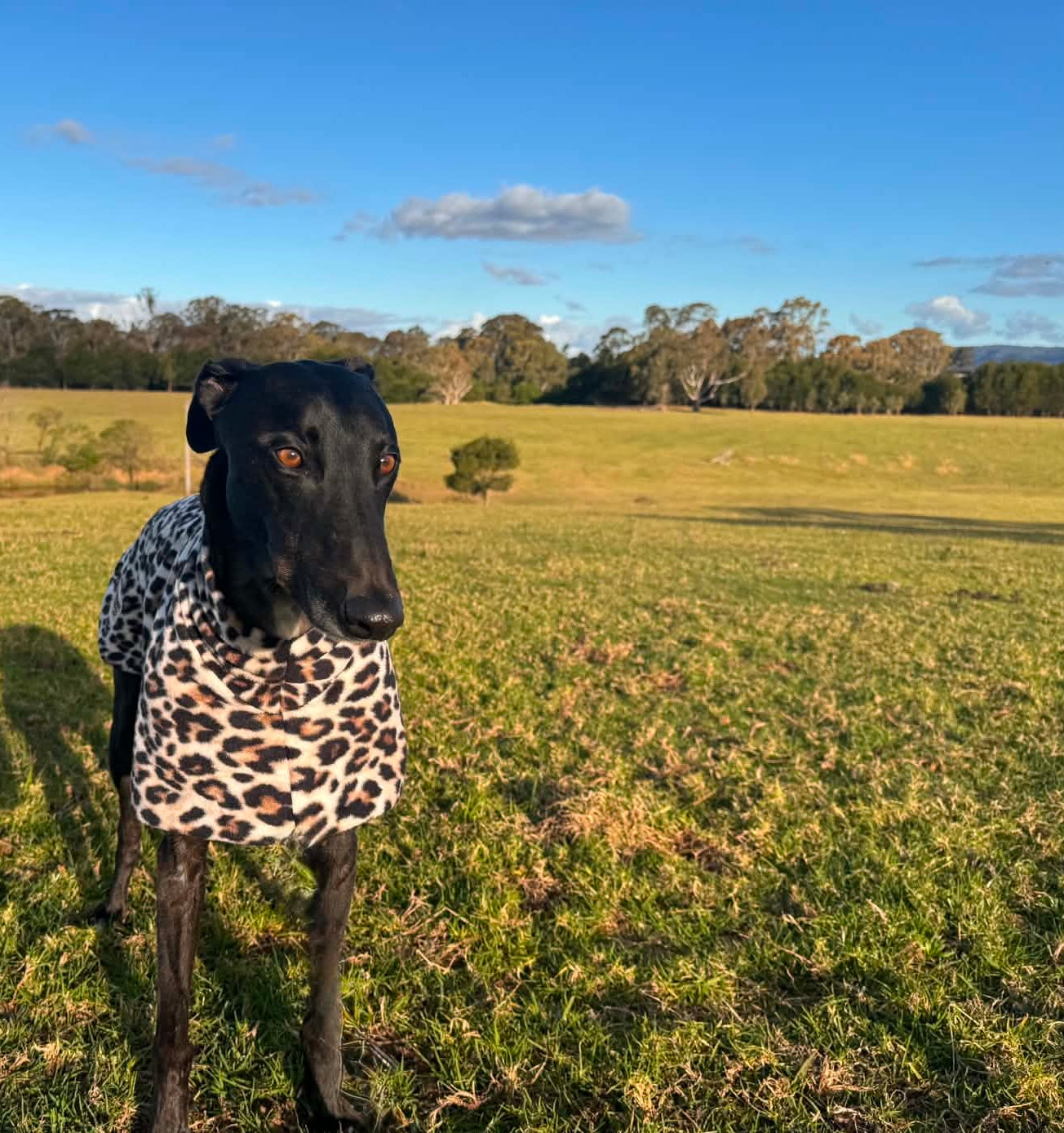 Wild luxe leopard print mid weight fleece sports greyhound style