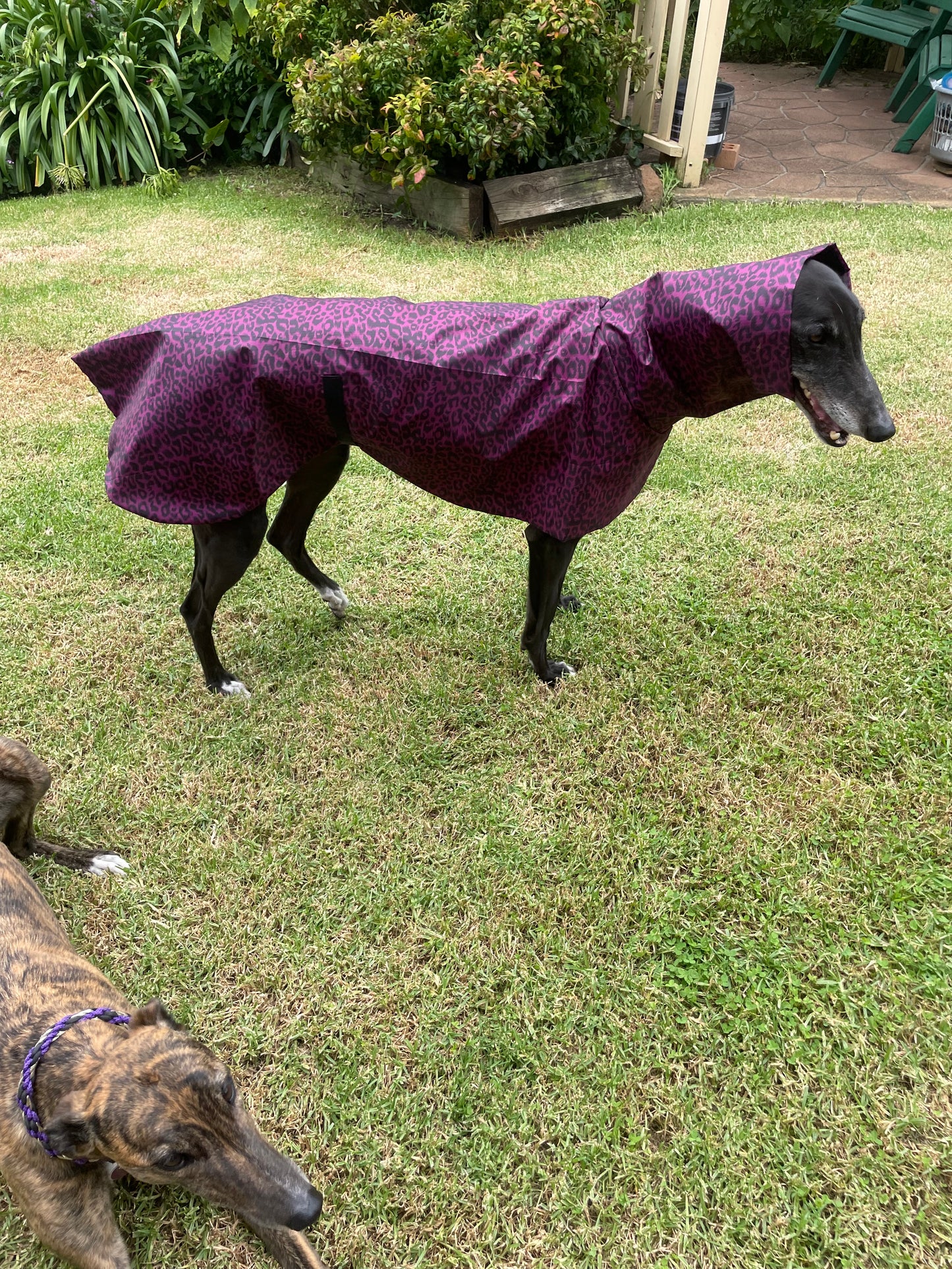 Purple leopard print Greyhound coat deluxe style, summer rainwear, washable