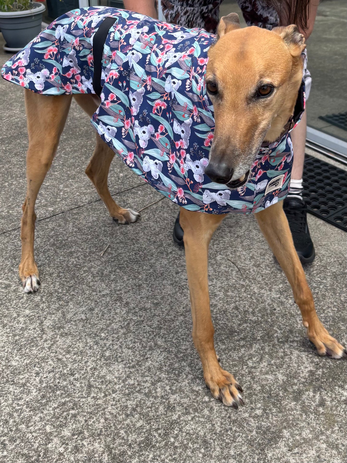 Summer featherweight greyhound slip-on coat Koala Bloom