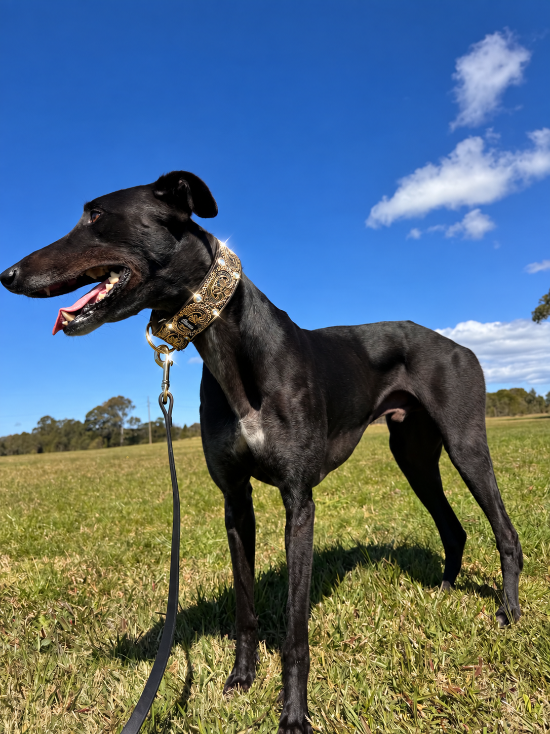 Gilded Emperor Martingale Collar