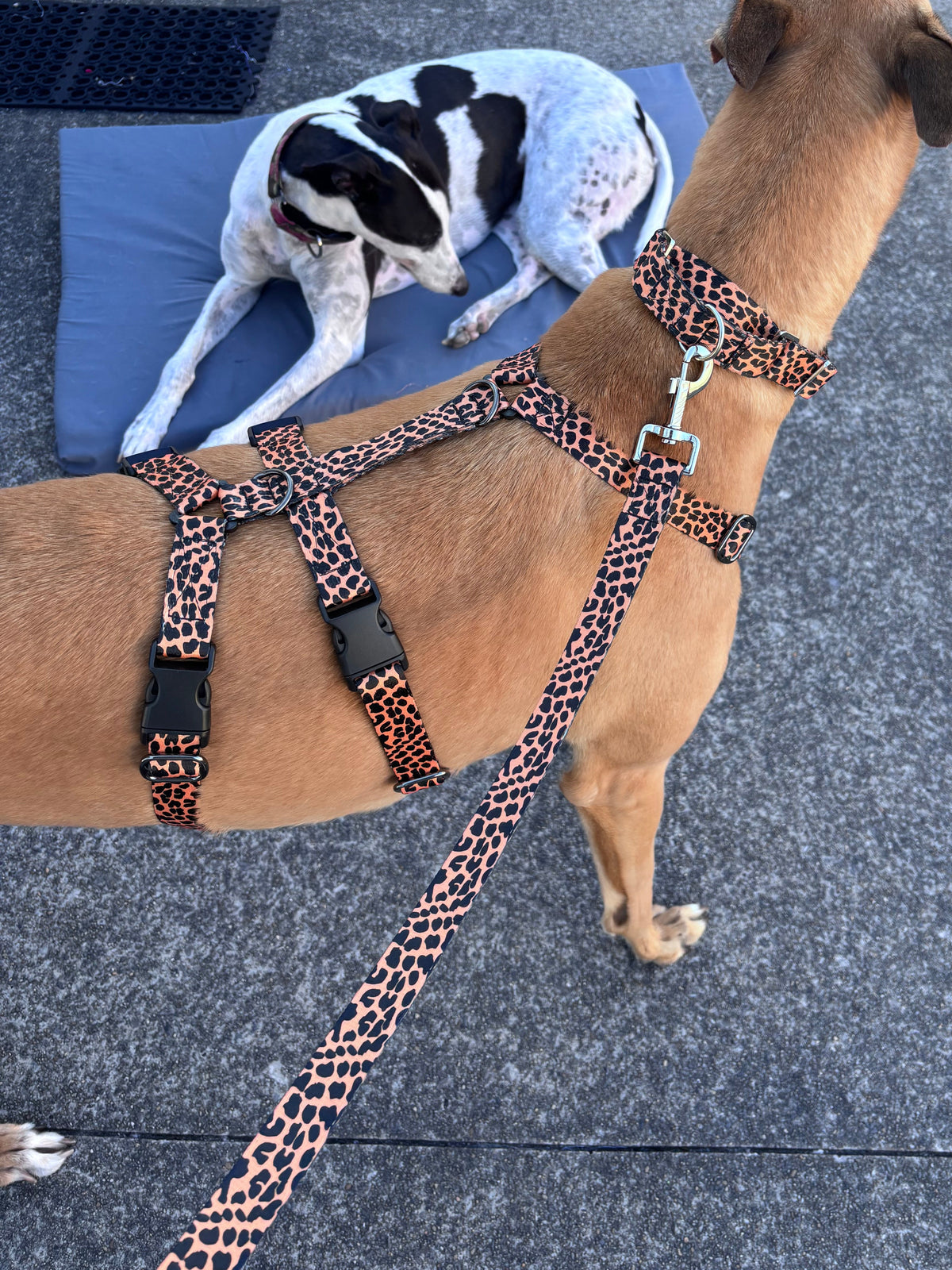 Our new TRIPLE Dee harness for the long dogs, escape resistant design