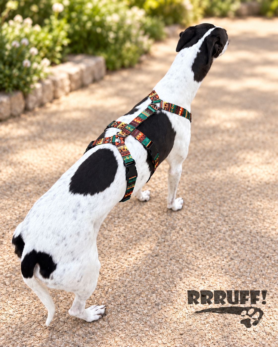 Our new TRIPLE Dee harness for the long dogs, escape resistant design