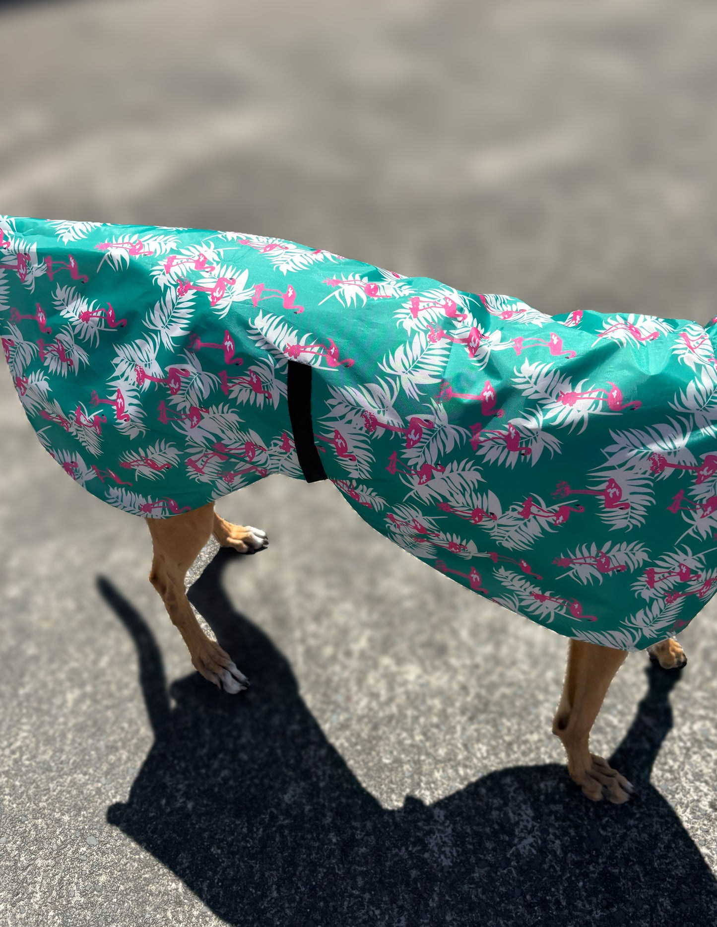 Pink flamingo Greyhound deluxe rainwear, washable ( now with leash hole)
