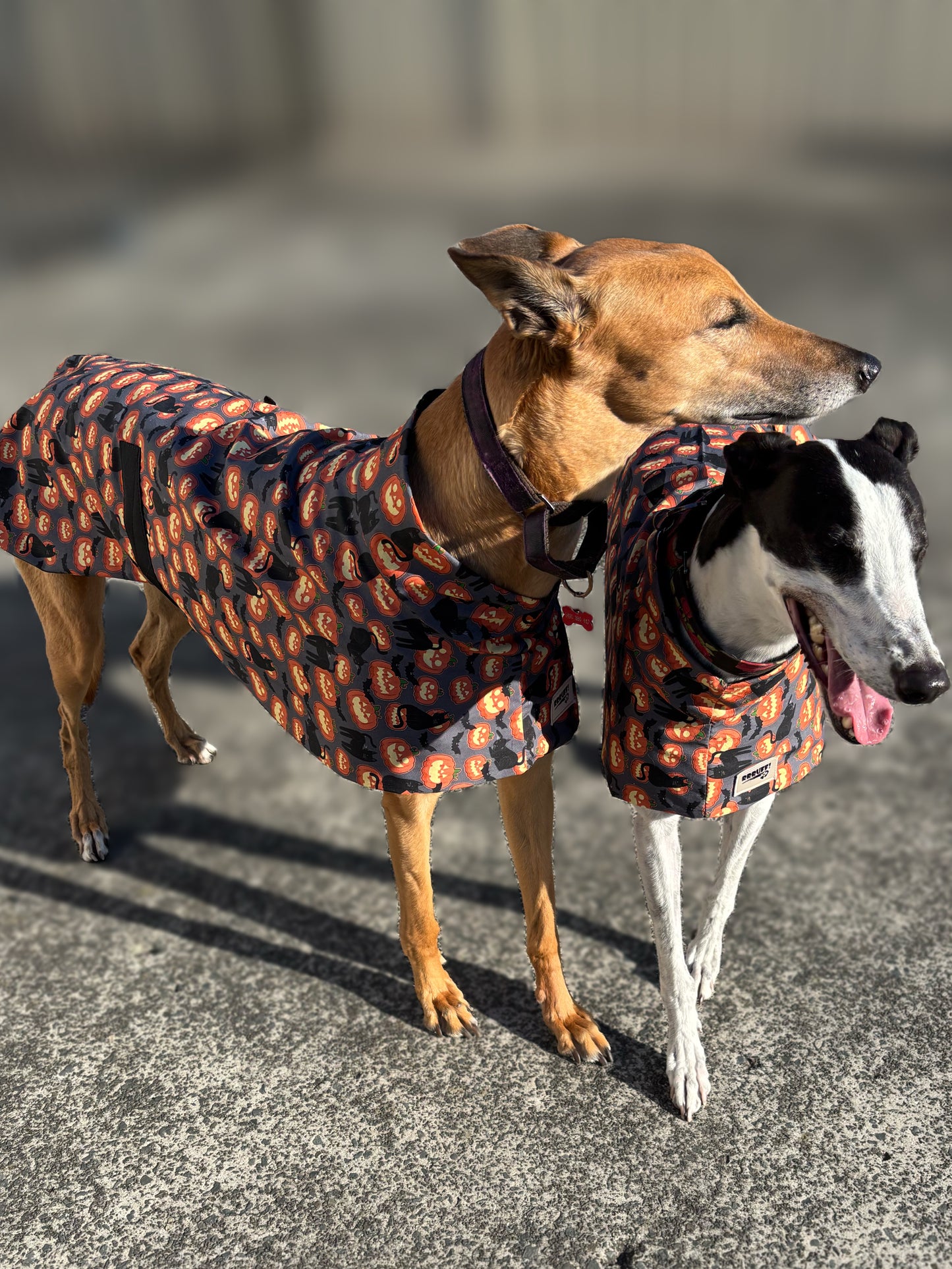 Pumpkins & black cats Halloween greyhound cotton sports