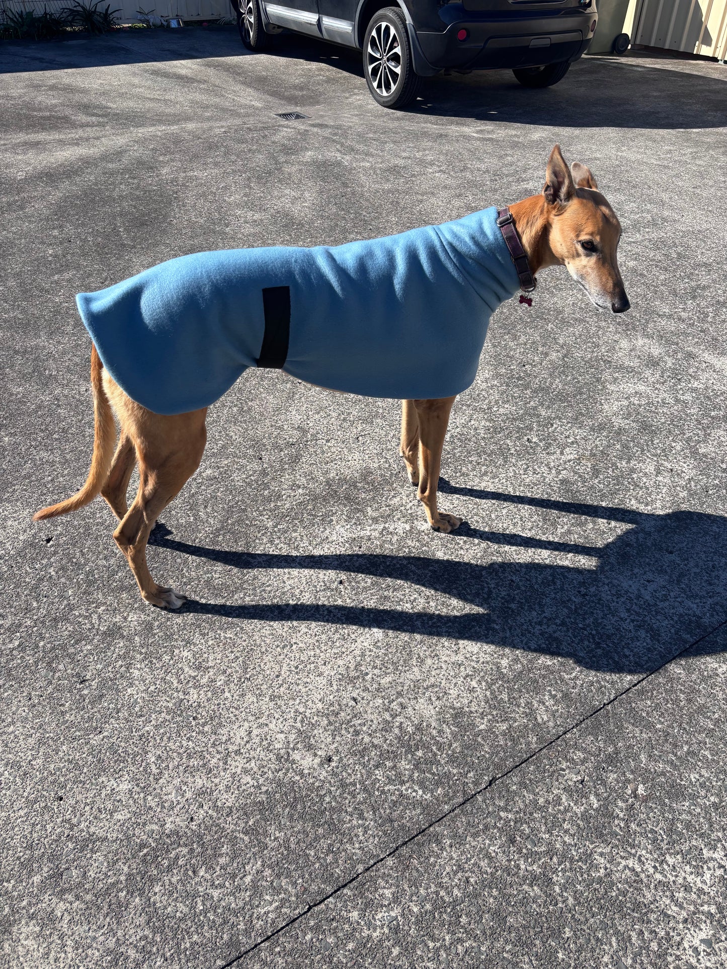 The in-betweener sports coat for greyhounds in medium weight polar fleece washable
