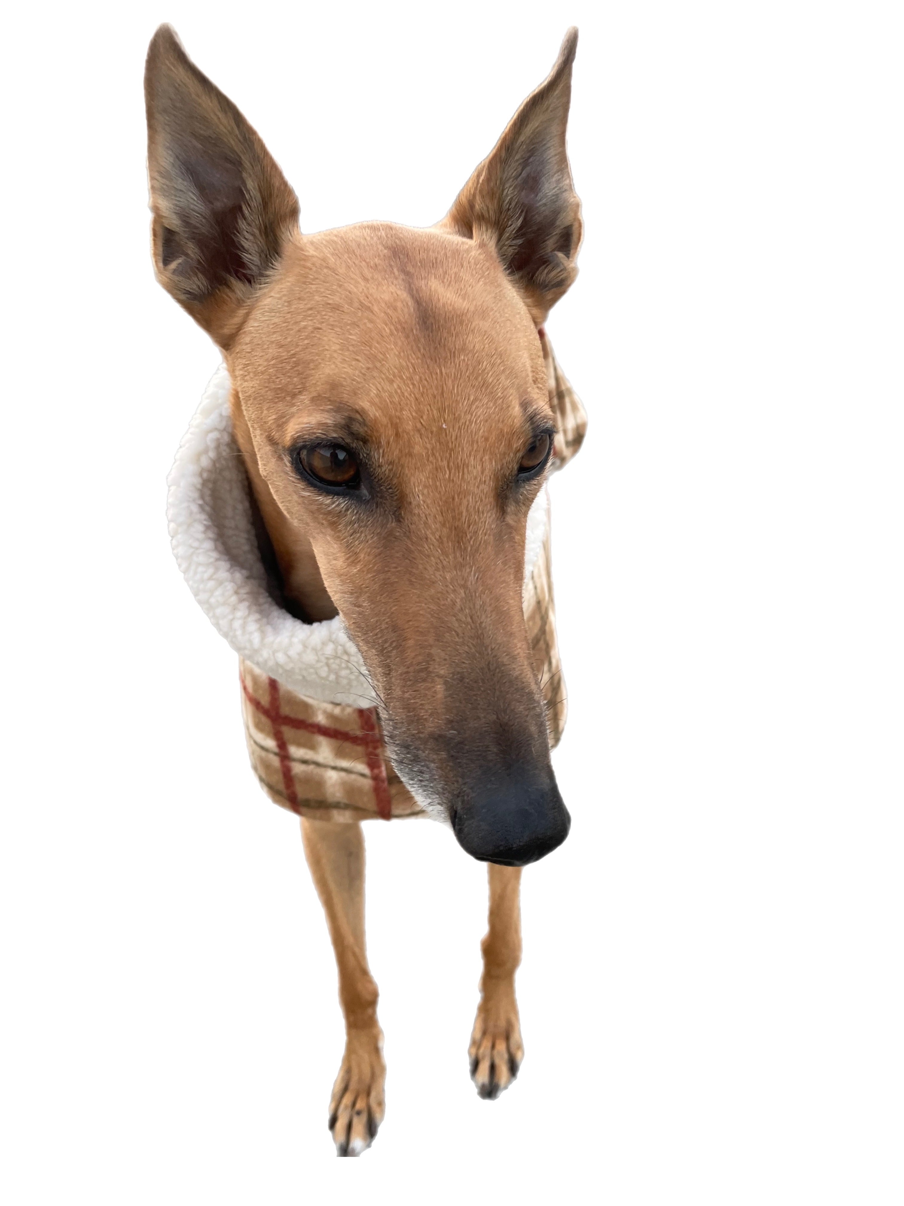 Tan Lumberjack Greyhound coat in deluxe style rug flanno check polar f ...