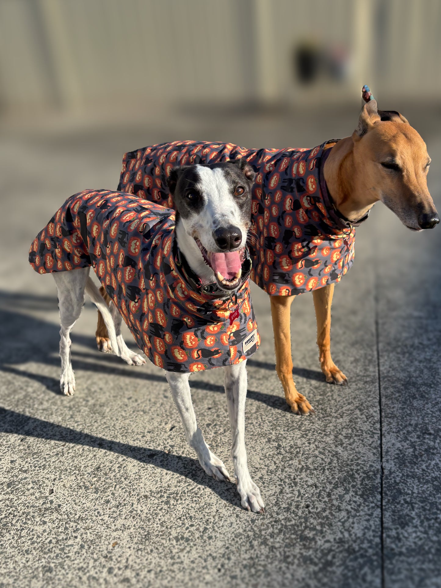 Pumpkins & black cats Halloween greyhound cotton sports