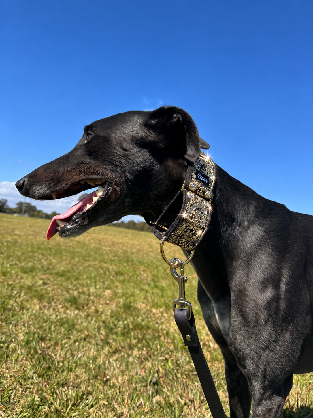 Gilded Emperor Martingale Collar