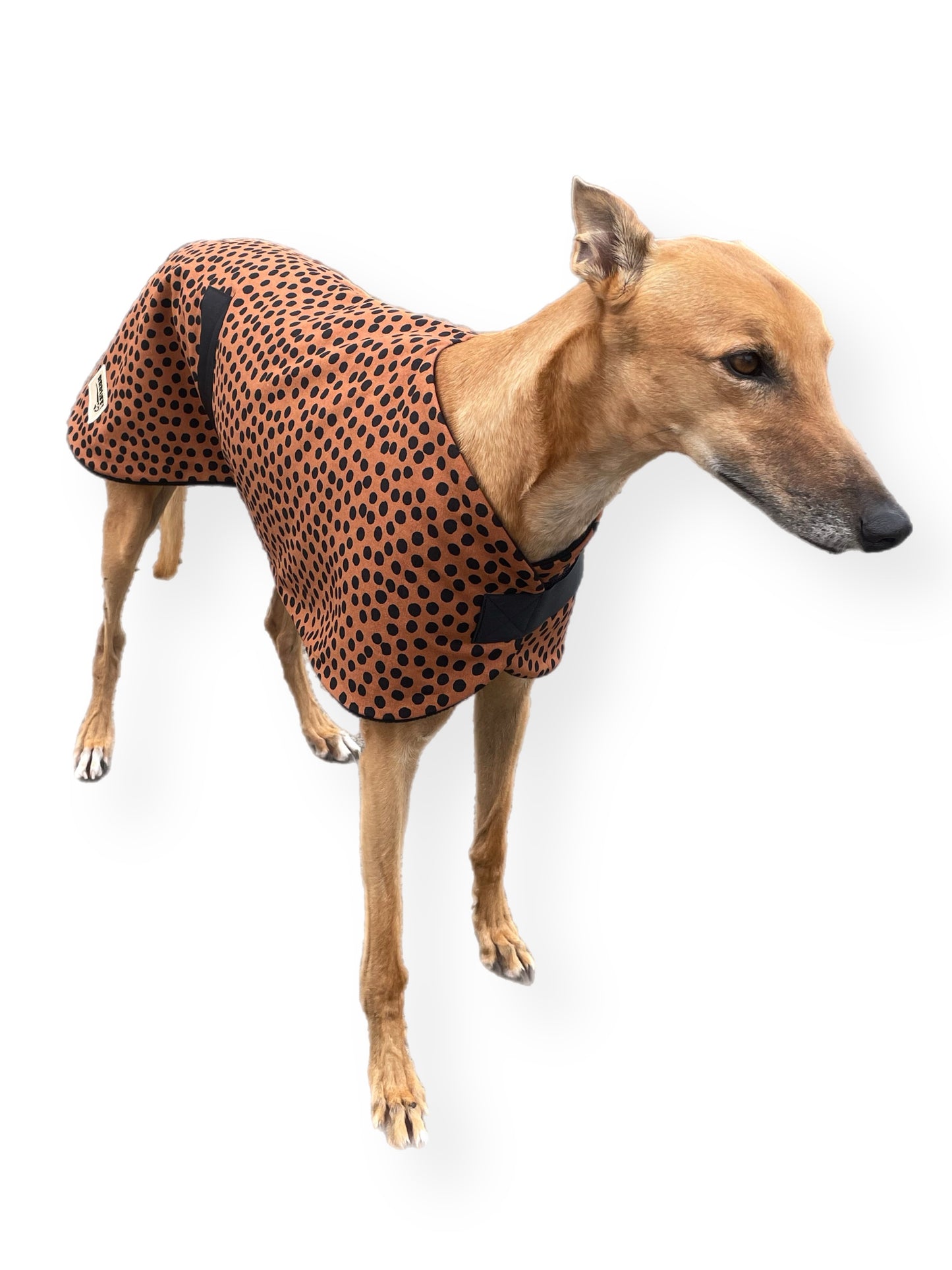 Going Dotty Autumn range classic style Greyhound coat in cotton & inner fleece washable