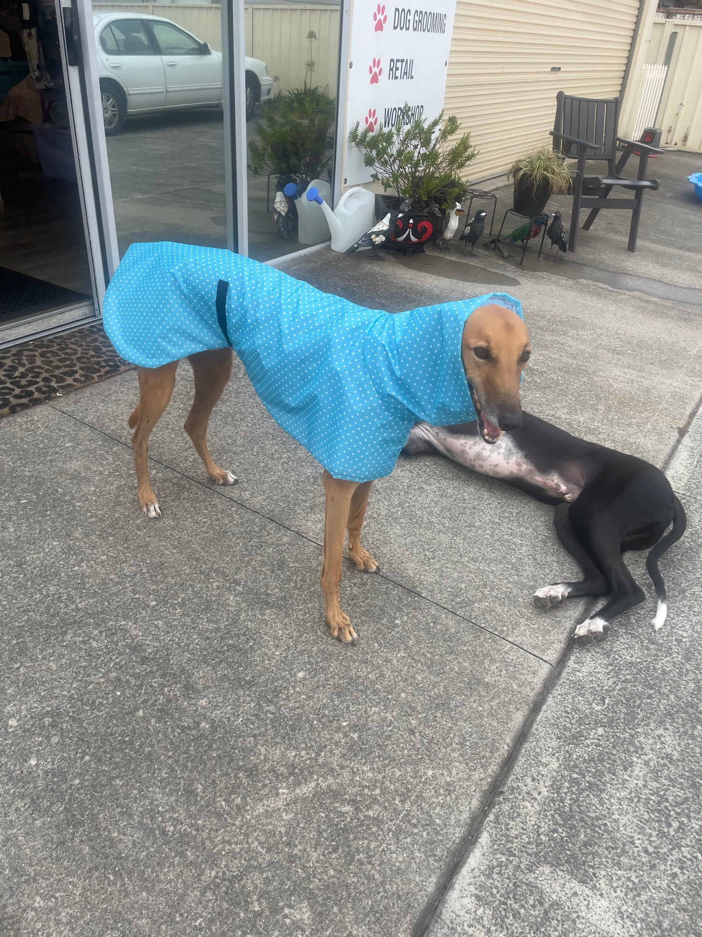 Light, bright blue with white spots Greyhound coat deluxe style, summer rainwear, washable