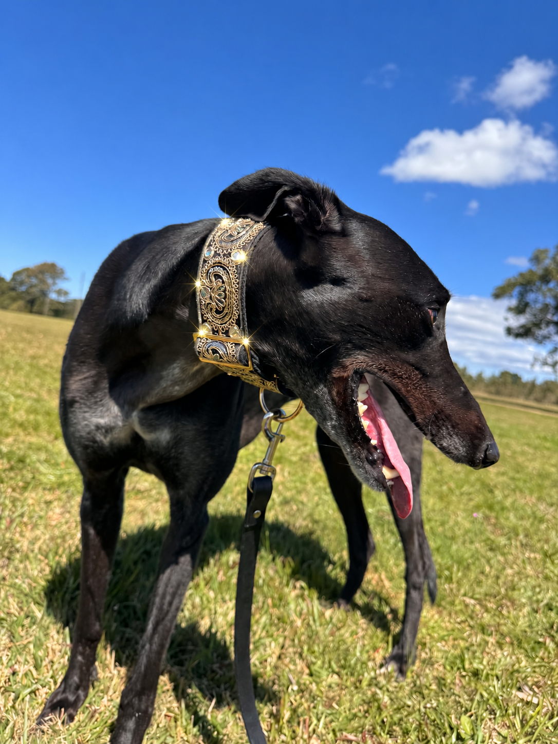 Gilded Emperor Martingale Collar