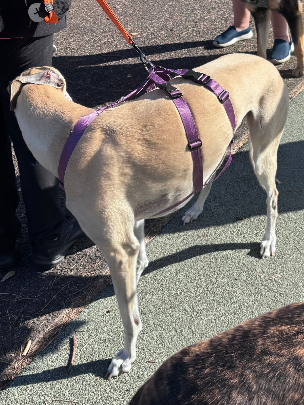 Our new TRIPLE Dee harness for the long dogs, escape resistant design